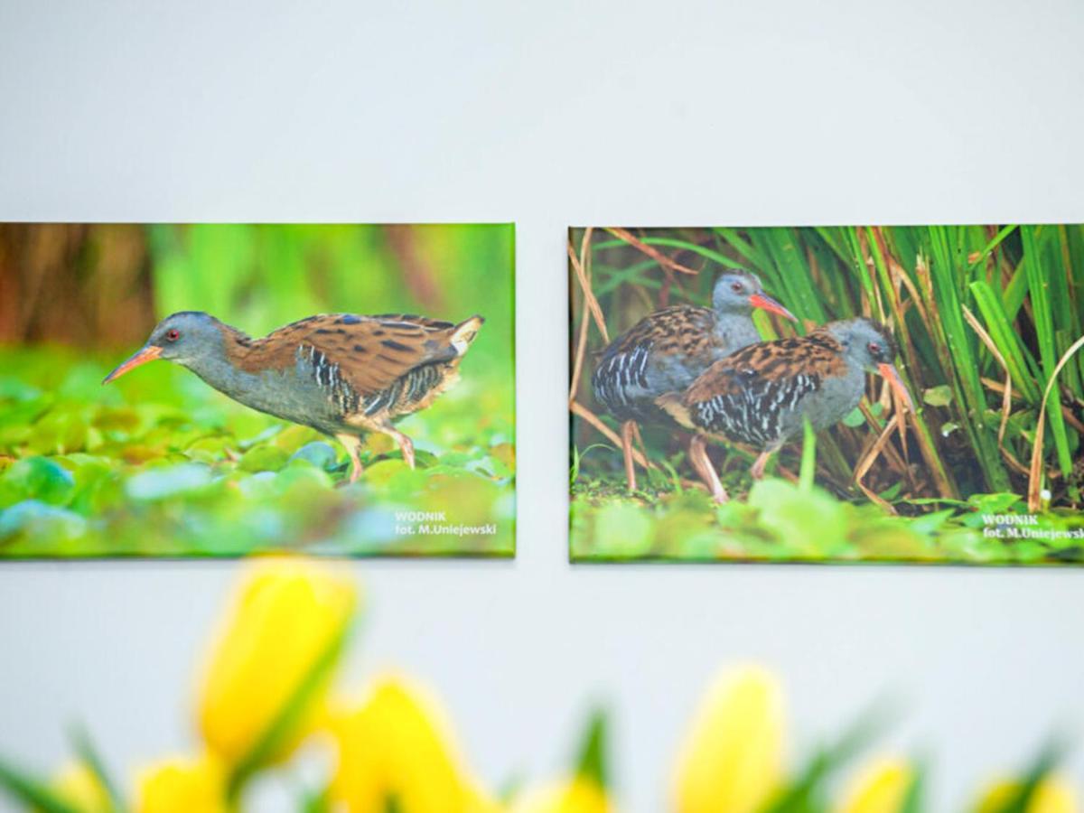 Gosciniec Ptasi Zaulek Bed & Breakfast Niechorze Dış mekan fotoğraf